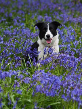 Bir güzel collie köpek bluebells bir çayırda oturur.