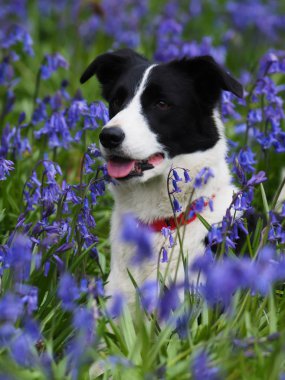 Bir güzel collie köpek bluebells bir çayırda oturur.