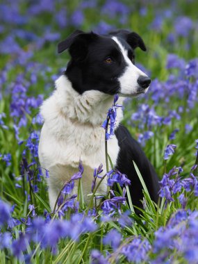 Bir güzel collie köpek bluebells bir çayırda oturur.