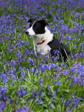 Bir güzel collie köpek bluebells bir çayırda oturur.