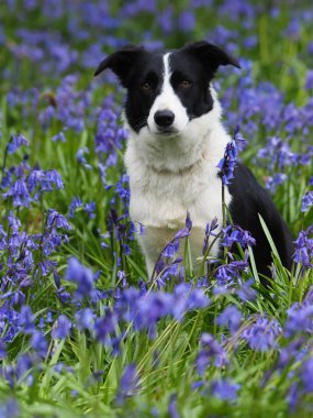 Bir güzel collie köpek bluebells bir çayırda oturur.