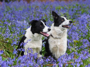 İki güzel collie köpek bluebells bir çayırda oturmak.
