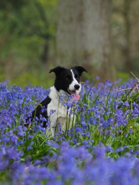 Bir güzel collie köpek bluebells bir çayırda oturur.