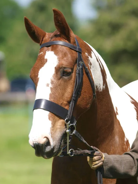 Een Hoofd Geschoten Van Een Paard Showring — Stockfoto