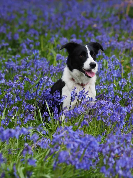 Bir güzel collie köpek bluebells bir çayırda oturur.