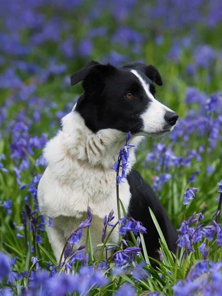 Cão Collie Bonito Senta Prado Sinos Azuis — Fotografia de Stock