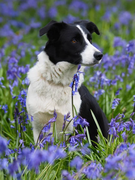 Cão Collie Bonito Senta Prado Sinos Azuis — Fotografia de Stock