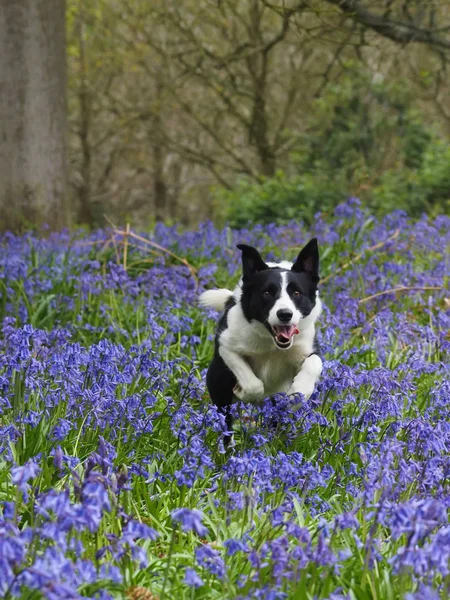 Bir güzel collie köpek bluebells bir alan çalışır.