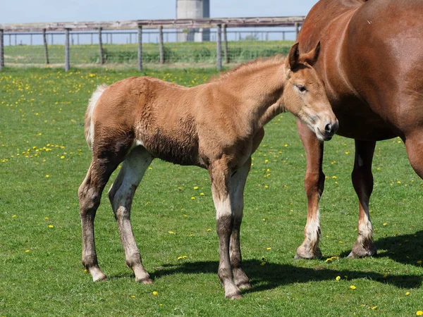 珍しい品種サフォーク パンチ馬と子馬 — ストック写真