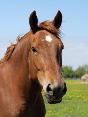 Nadir bir Suffolk yumruk bir kafa vurdu