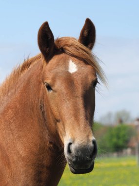 Nadir bir Suffolk yumruk bir kafa vurdu