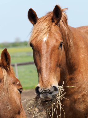 Nadir bir Suffolk yumruk yeme saman kafa vurdu.