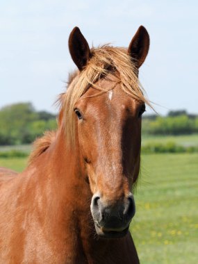Nadir bir Suffolk yumruk bir kafa vurdu