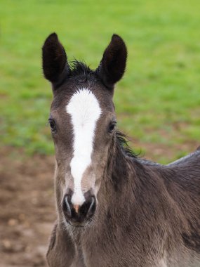 Güzel bir Tay bir kafa vurdu.