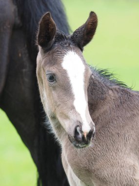 Güzel bir Tay bir kafa vurdu.