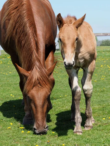 Rare Breed Suffolk Punch Mare Foal — Stock Photo, Image