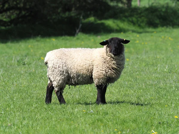 A sheep stands alone in a summer meadow.