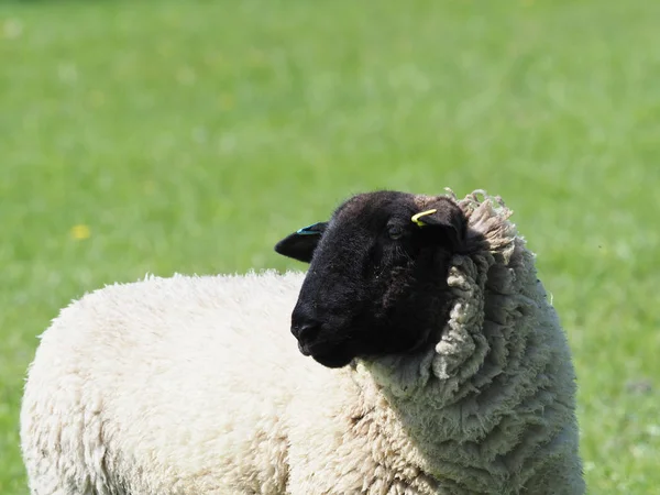 A sheep stands alone in a summer meadow.