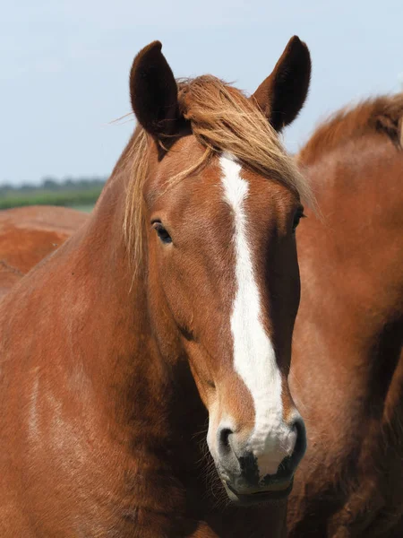 Colpo Alla Testa Raro Suffolk Punch — Foto Stock