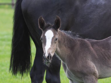 Çok koyu bir yavru annesinin duruyor.