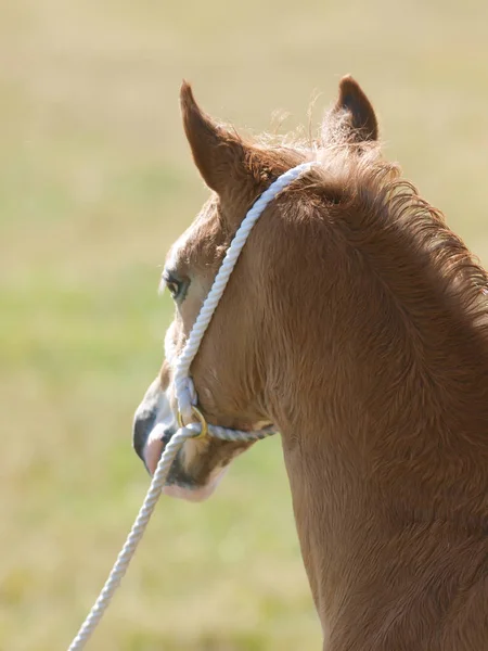 Head Shot Pretty Welsh Pony Foal White Halter — Stock Photo, Image