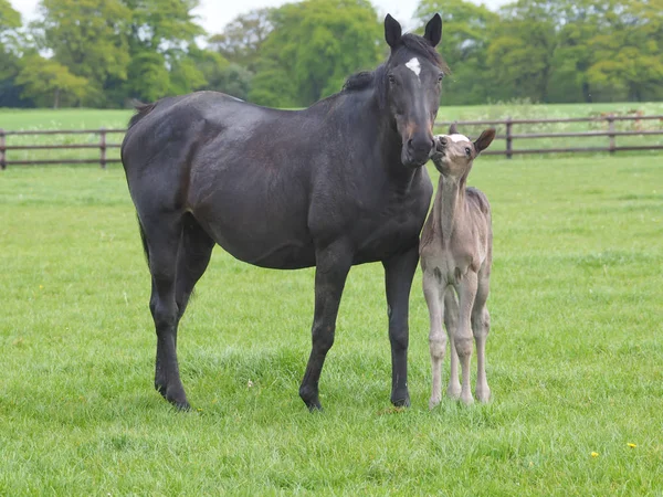 湾の馬と子馬のパドック隣同士に立つ — ストック写真