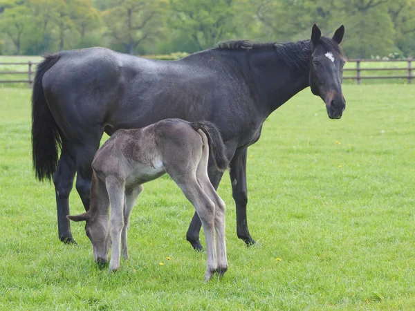 Grazioso Puledro Baia Sta Accanto Sua Madre — Foto Stock