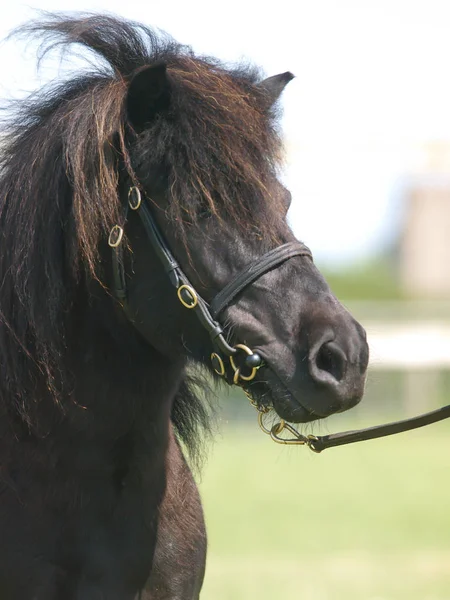 Een Hoofd Geschoten Van Een Paard Showring — Stockfoto