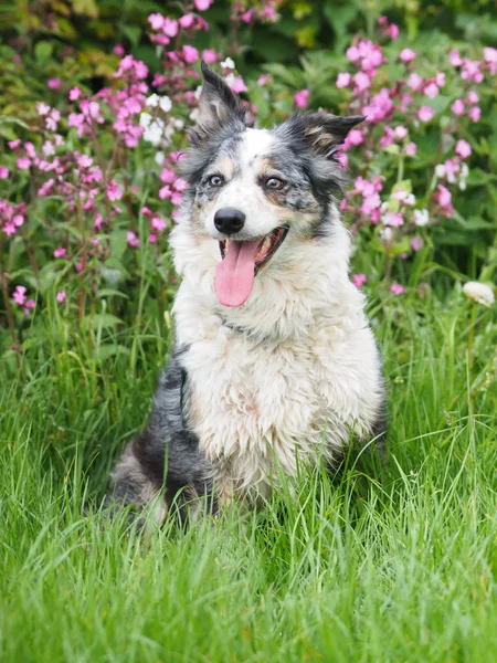 Tri Colour Collie Dog Sits Meadow Flowers — Stock Photo, Image