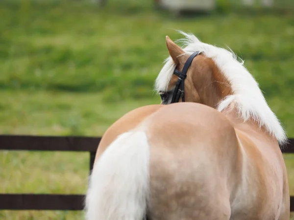 Ein Haflinger Pferd Ring Hinter Dem Pferd Geschossen — Stockfoto