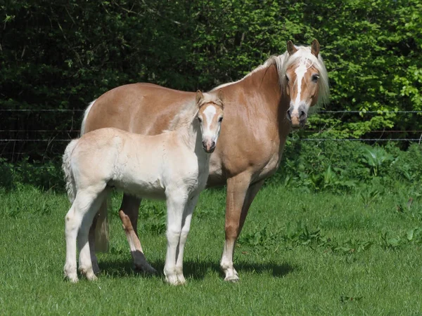 Pretty Haflinger Mare Foal Stand Summer Paddock — Stock Photo, Image