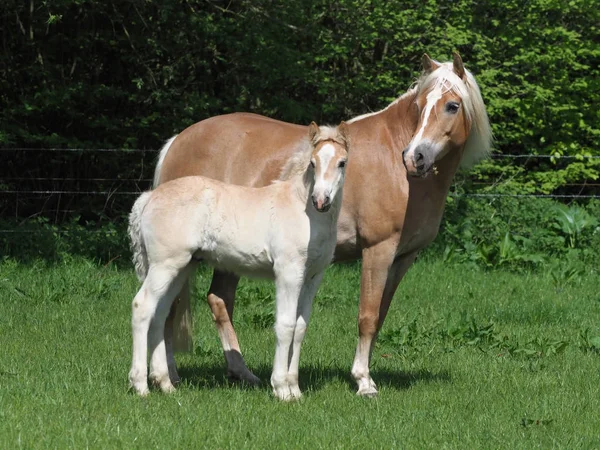 夏のパドック スタンドかなり Haflinger 馬と子馬 — ストック写真