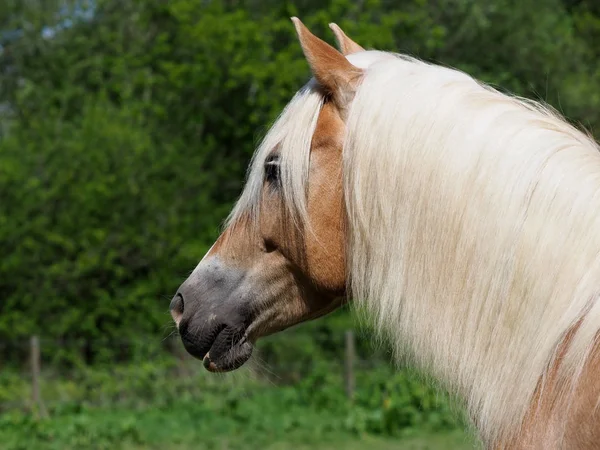 Hlavou Střílel Krásné Koně Hafling Venku Výběhu — Stock fotografie