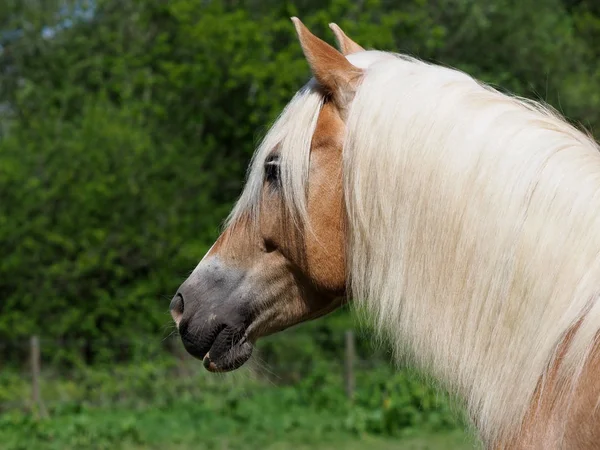 Tiro Cabeza Hermoso Caballo Haflinger Afuera Paddock — Foto de Stock