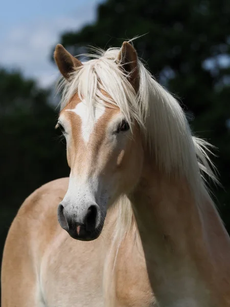 Joven Caballo Haflinger Está Solo Potrero —  Fotos de Stock