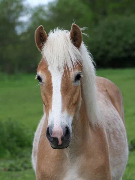 Ung Haflinger Häst Står Ensam Hage — Stockfoto