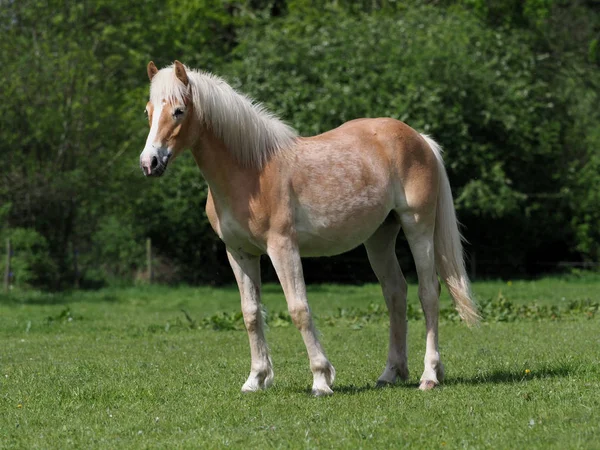 Jovem Cavalo Haflinger Está Sozinho Uma Doca — Fotografia de Stock