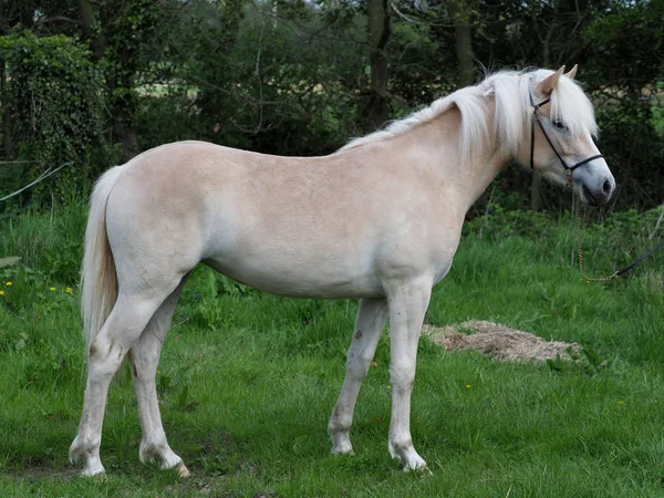 Jovem Cavalo Haflinger Está Sozinho Uma Doca — Fotografia de Stock