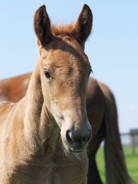 Sevimli ama nadir Suffolk yumruk yavru bir kafa vurdu.