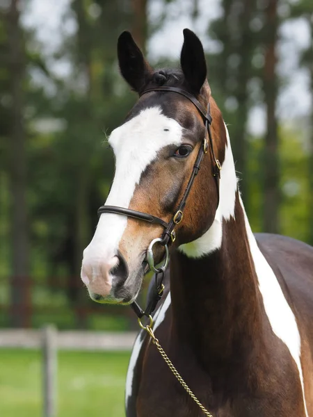 Coup Tête Cheval Sur Ring — Photo