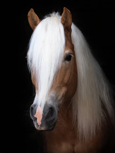 Disparo Cabeza Impresionante Semental Haflinger Disparado Contra Fondo Negro —  Fotos de Stock