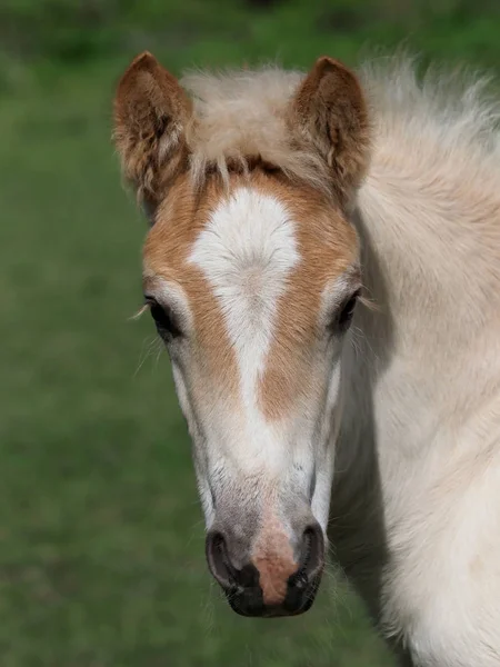 Head Shot Young Pretty Haflinger Foal Paddock — Stock Photo, Image