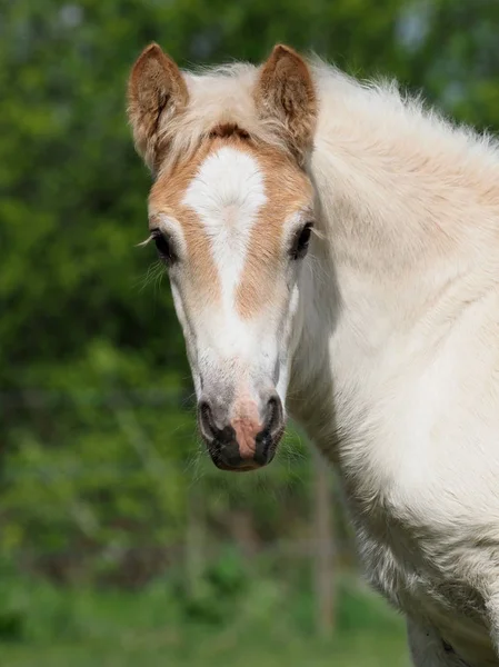 パドックで若いかなり Haflinger 子馬のヘッド ショット — ストック写真