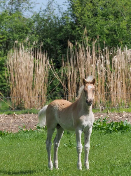 Pretty Haflinger Foals Stands Alone Summer Paddock — Stock Photo, Image