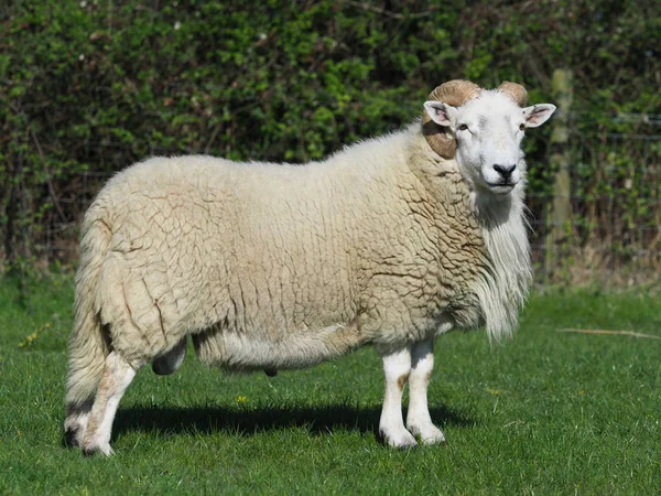 Een Schot Van Een Grote Ram Met Gekrulde Hoorns — Stockfoto