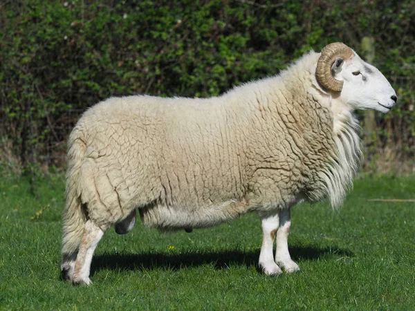 Ett Skott Stor Ram Med Lockigt Horn — Stockfoto