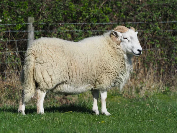 Ett Skott Stor Ram Med Lockigt Horn — Stockfoto