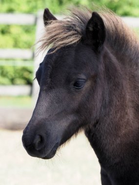 Güzel Midilli yavru bir padok içinde.