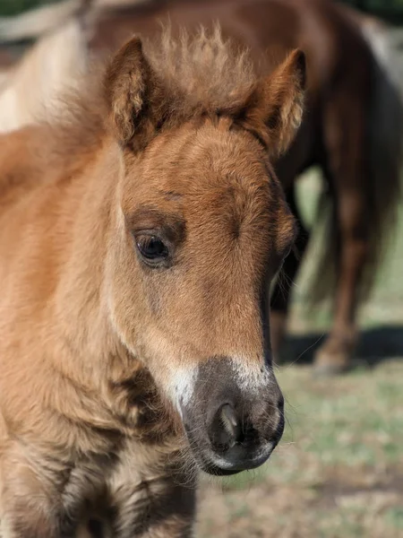 Krásná Shetlandský Pony Hříbátko Výběhu — Stock fotografie