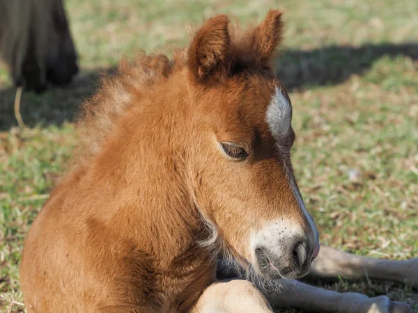 Joli Poulain Poney Des Shetland Dans Enclos — Photo